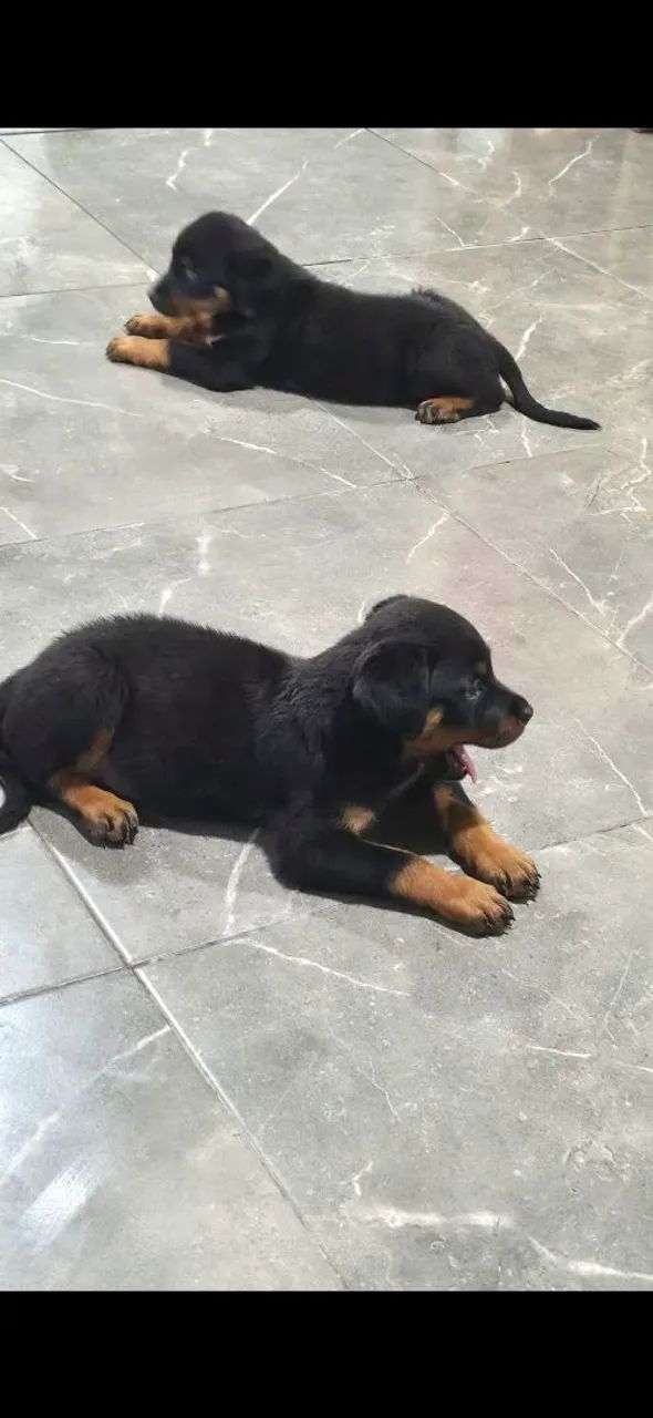 Vendo rottweiler 