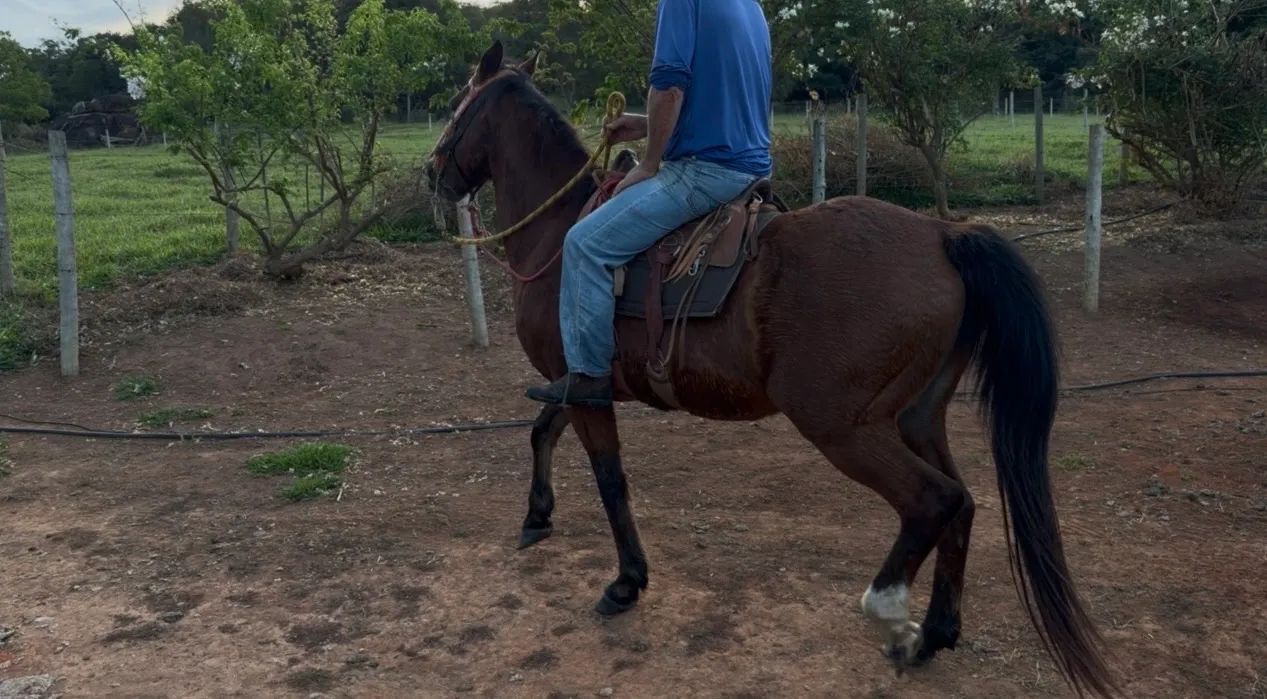 Cavalo  - Foto 3