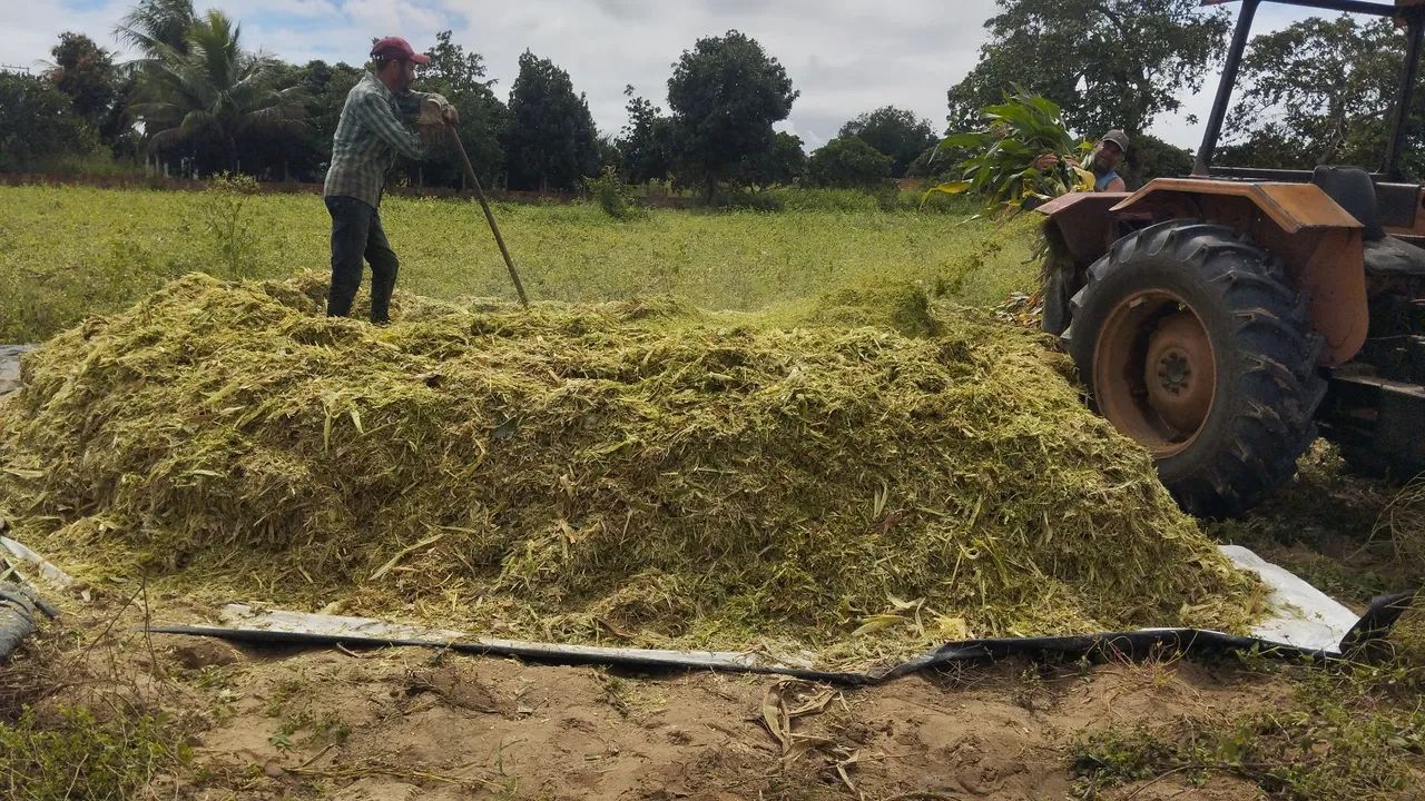 Silagem de Milho  - Foto 4