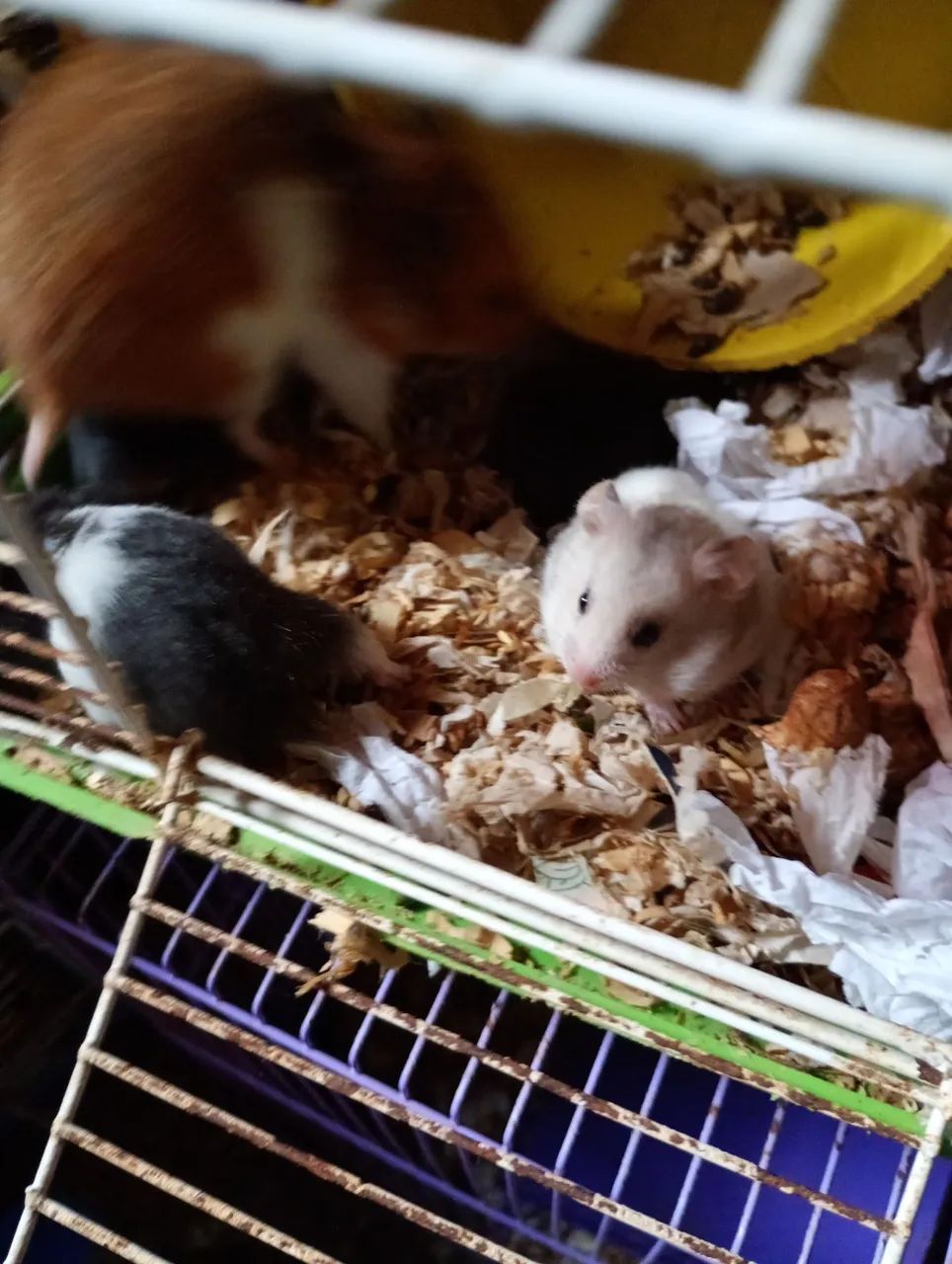  R$25 Hamster sírios filhotes  - Foto 2