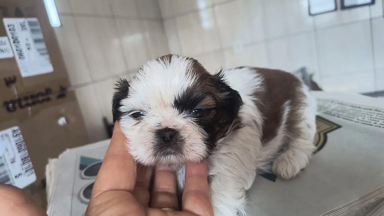 Shitzu micro disponível  - Foto 3