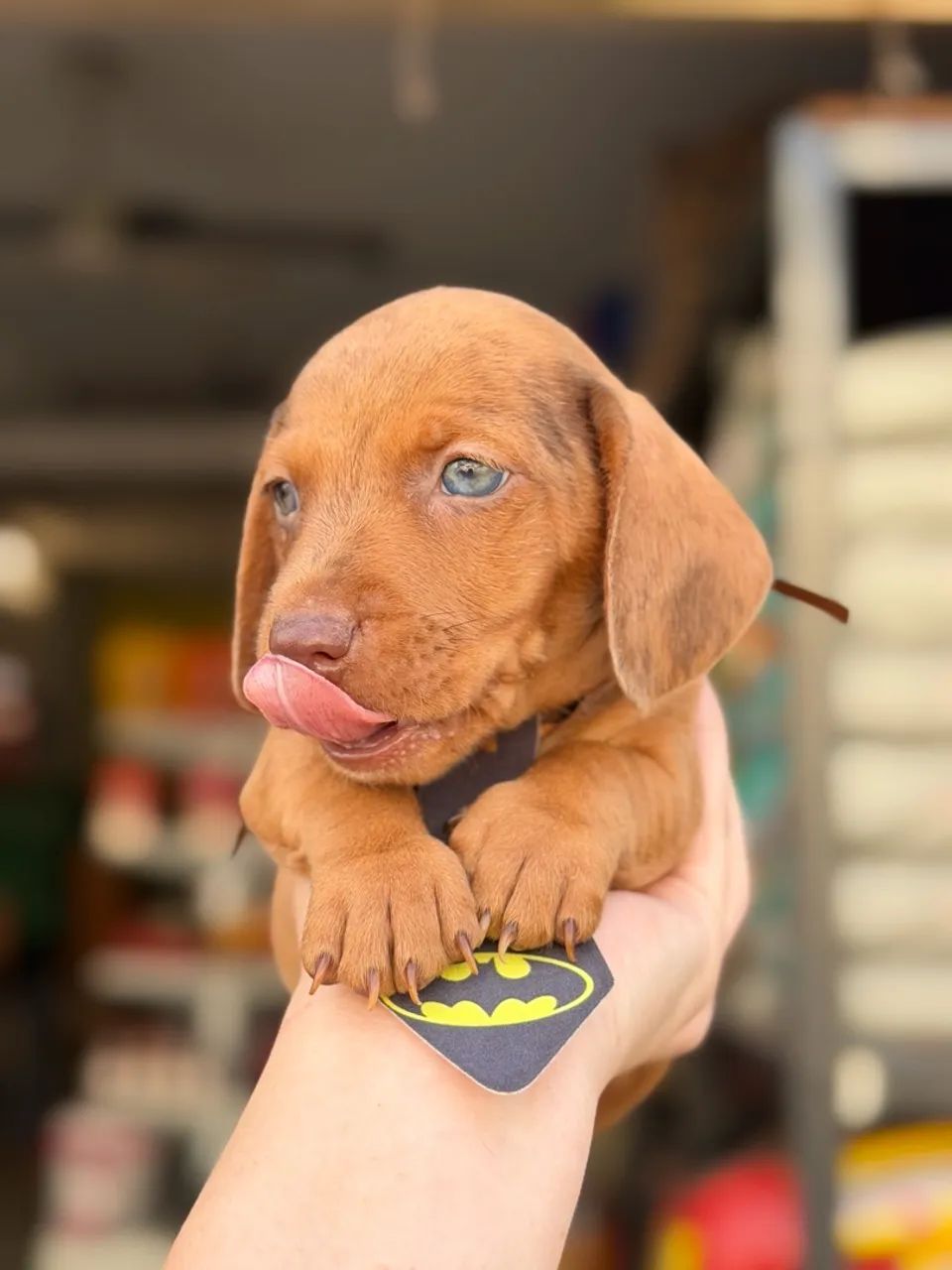 Dachshund macho chocomerle 