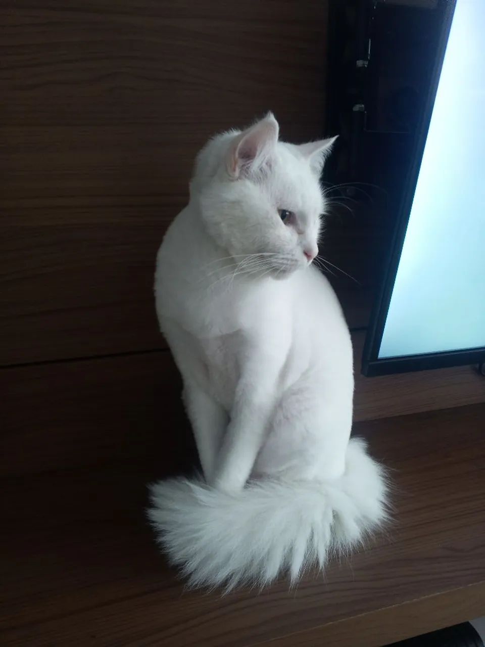Gatinho para doação  - Foto 6
