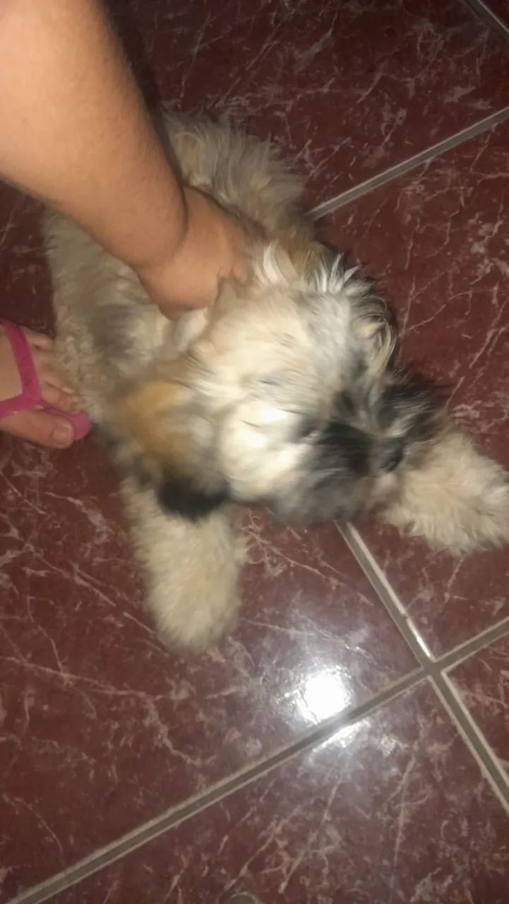 Doa-se URGENTE - Foto 3