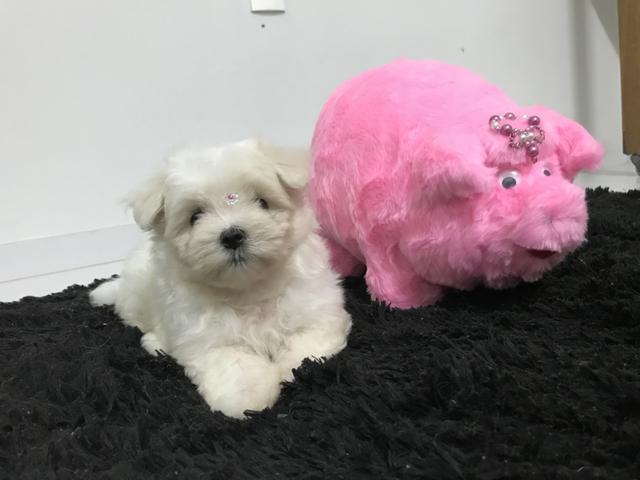 Maltês com pedigree em até 12x é na mypet