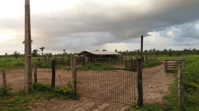 Fazenda montada em Itapecuru-Ma, 200 hectares,margeada pelo Rio Itapecuru! - Foto 7