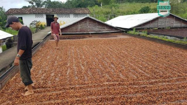 Ubaitaba. Fazenda de 450 Hectares, produção de cacau e gado, completa infraestrutura. - Foto 4