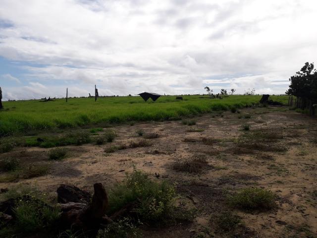 Imperdível fazenda em Roraima Caroebe - Foto 5