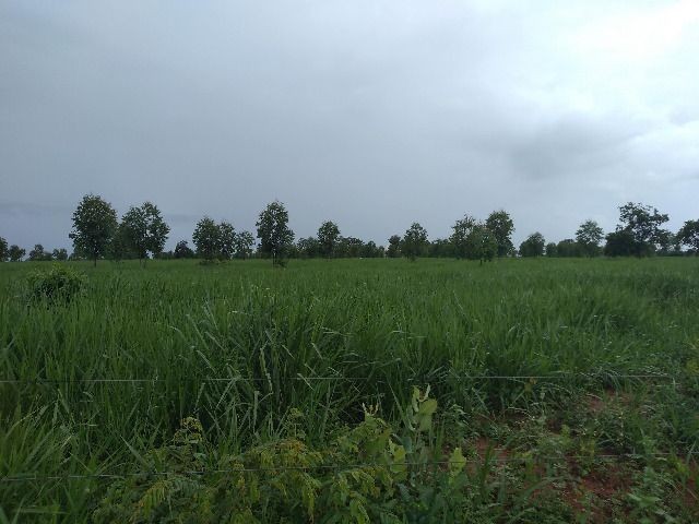 Oportunidade Entrada R$ 1.200.000,00 restante em 05 anos sem juros - planta 300 hectares - Foto 4
