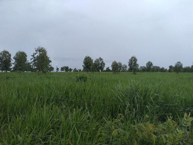 Oportunidade Entrada R$ 1.200.000,00 restante em 05 anos sem juros - planta 300 hectares - Foto 9