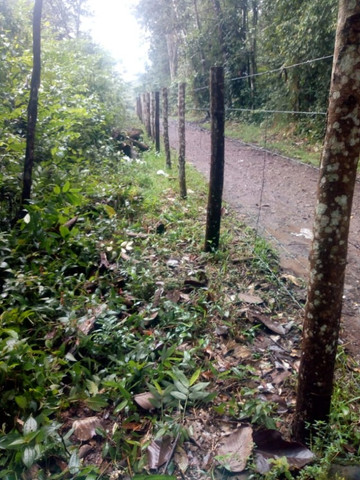 4,42 hectares em Benevides por 250 mil reais porteira fechada - Foto 15