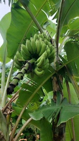 Vende-se mudas de bananas várias espécies... confira