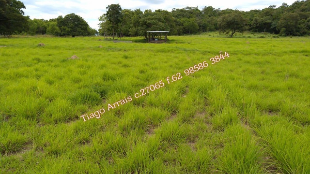 Fazenda 175 alq Mozarlândia - Foto 4