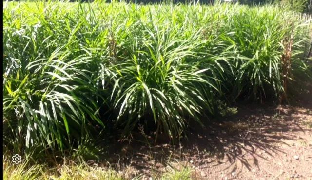 Capim curumim Brs Embrapa na  vara com gemas  - Foto 2