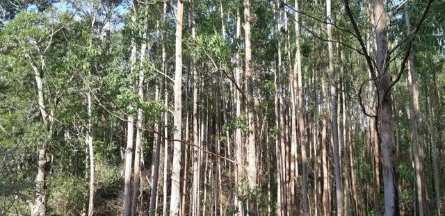 São José  / - Foto 3