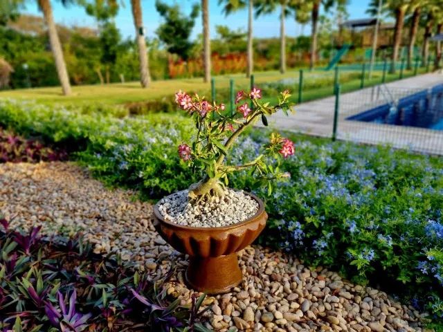 Super oportunidade lote de esquina com 372m² na Cidade Alpha - Foto 14