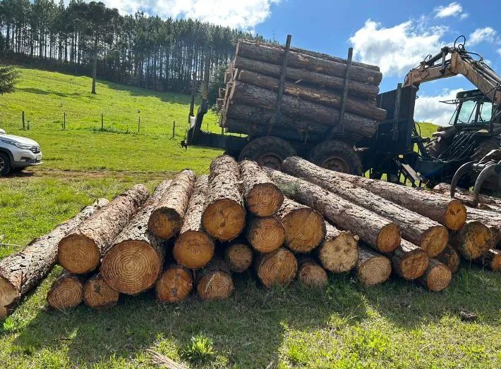 Compro mato de pinus e eucalipto  - Foto 4