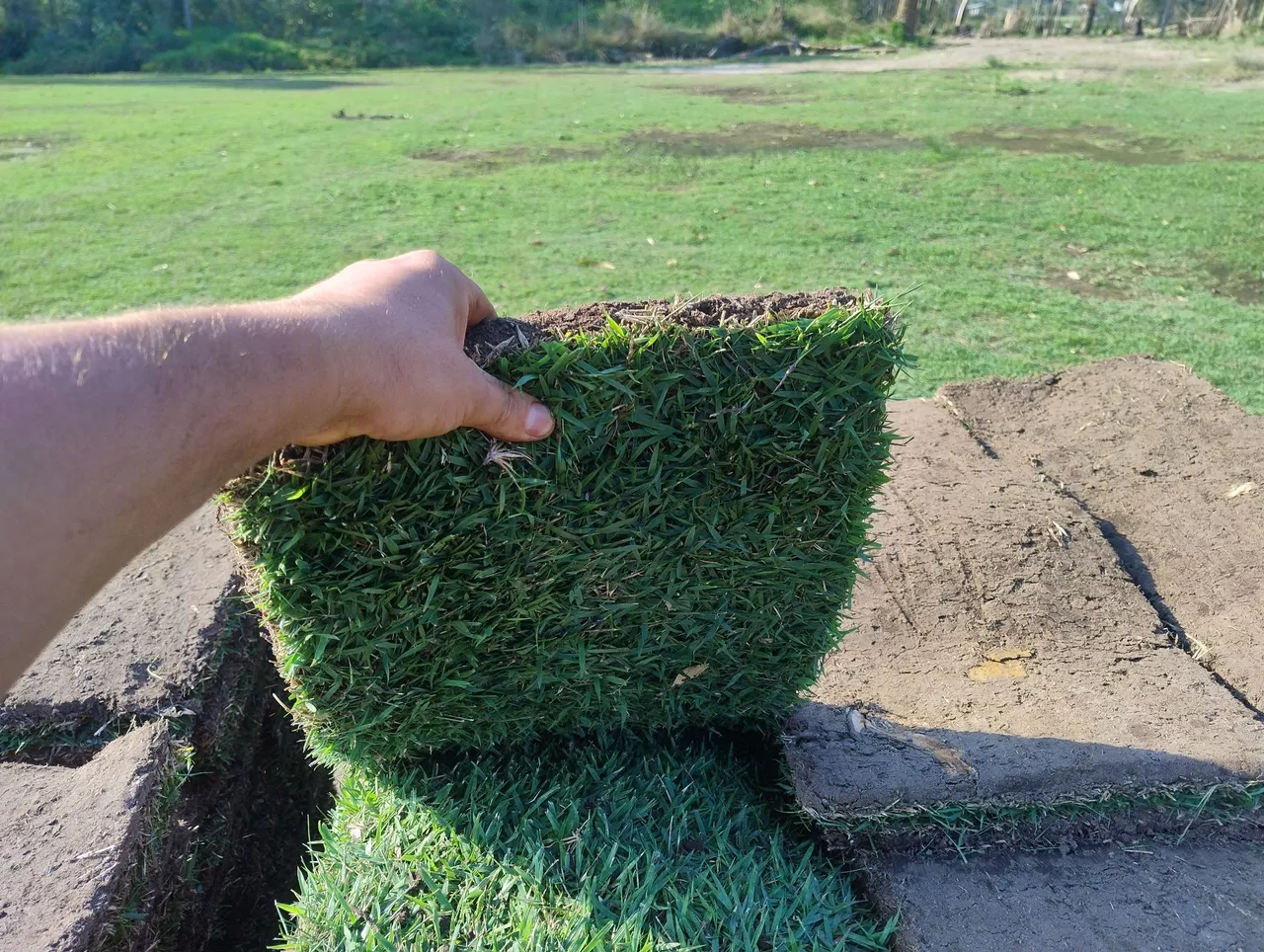 Grama em leiva para seu jardim