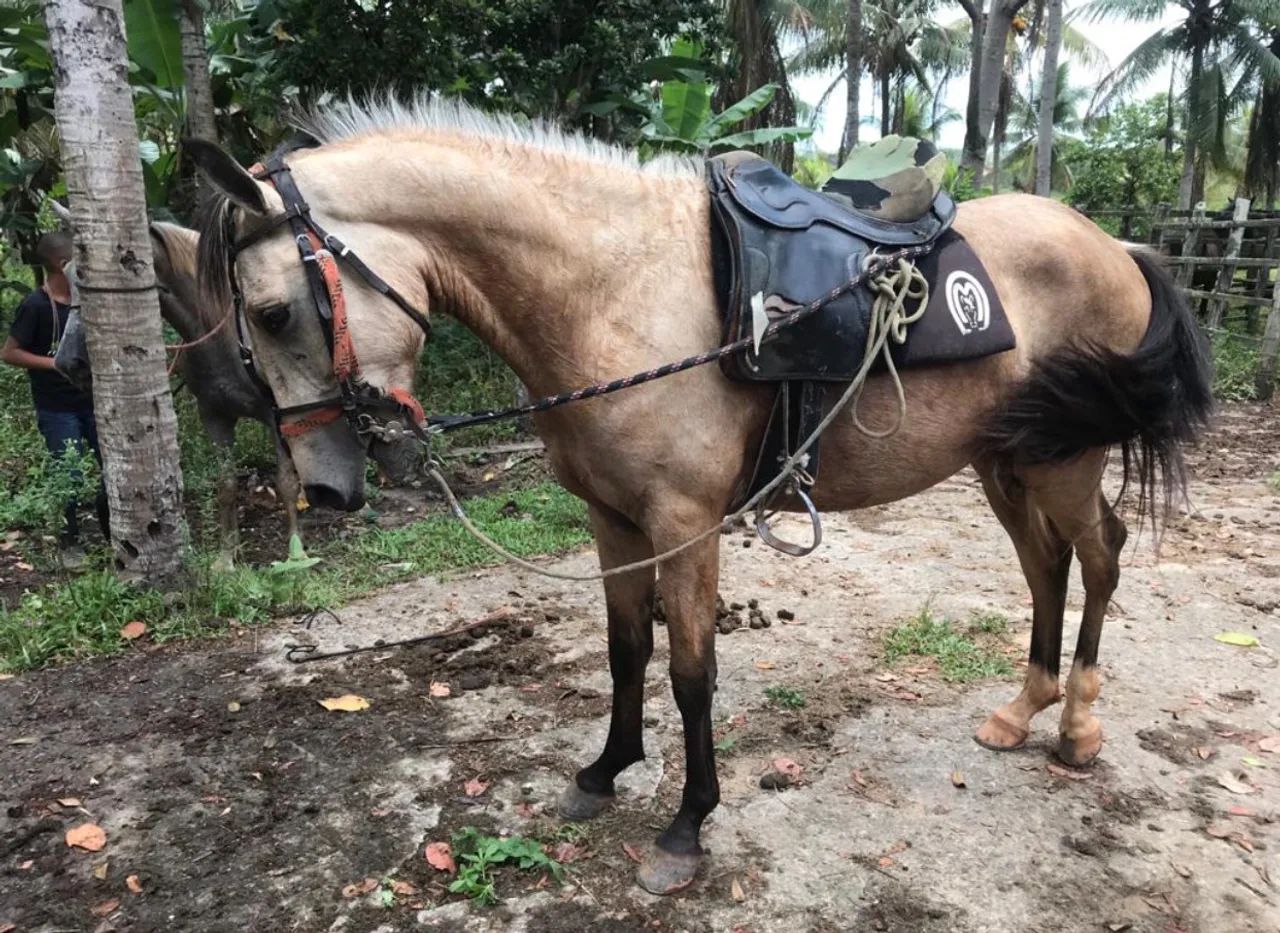 Égua meia Mangalarga  - Foto 3
