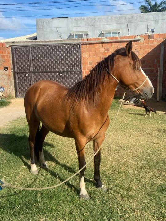 Égua excelente animal 