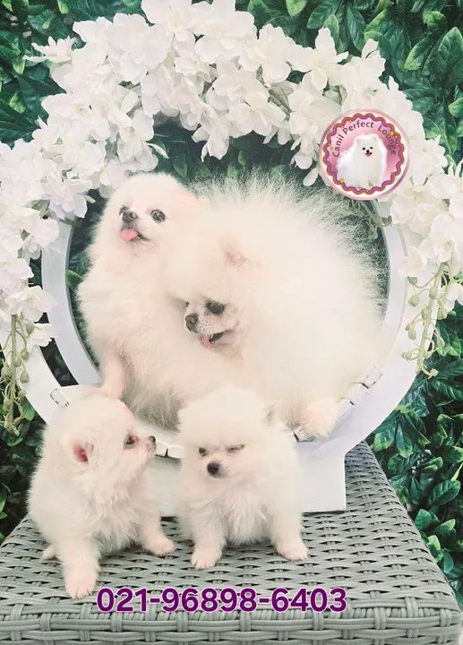 Lulu da Pomerânia  anão linhagem russa Ótima presente de Natal  - Foto 2