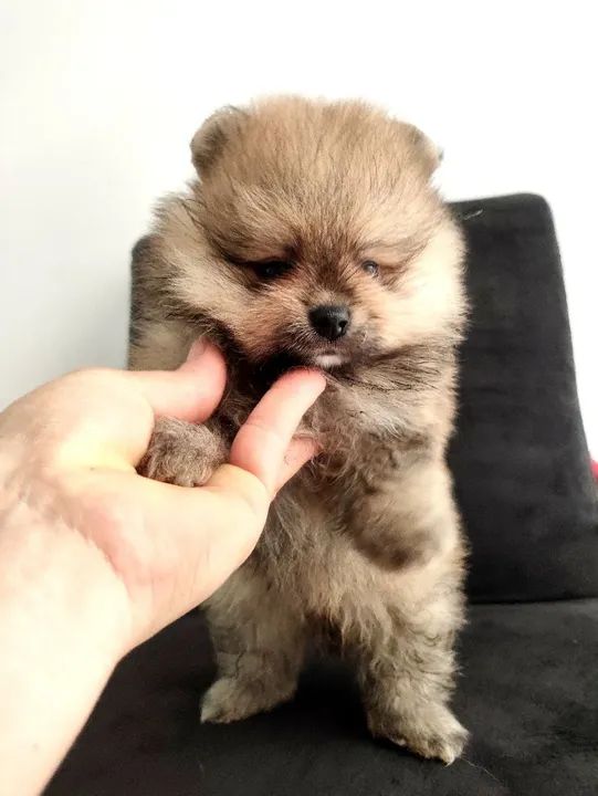 Spitz alemão anão (Pomerânia)