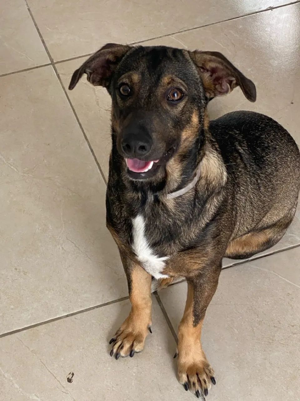 Cachorro Adorável para Adoção