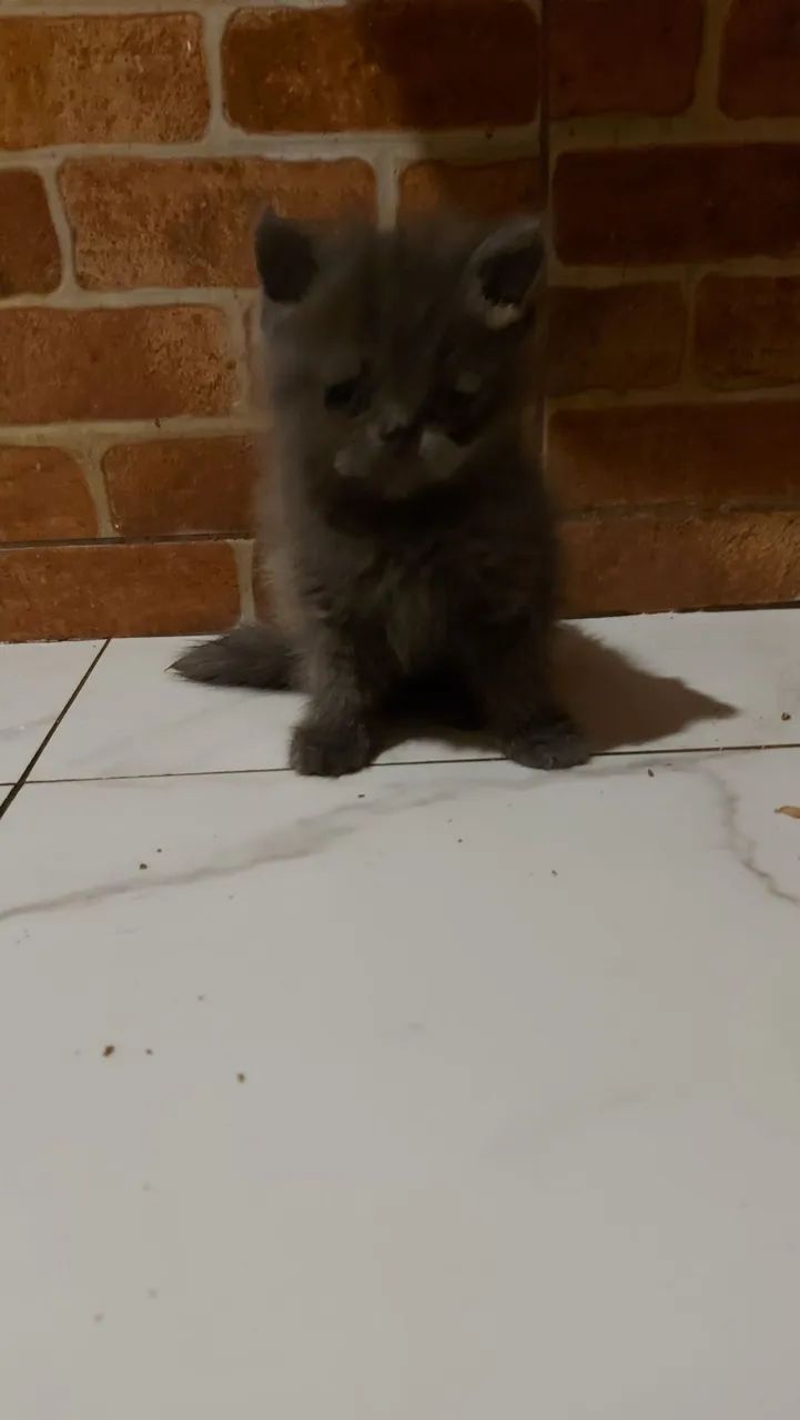 Persa Macho  - Foto 2