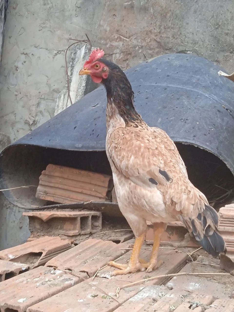 Galinhas índias 