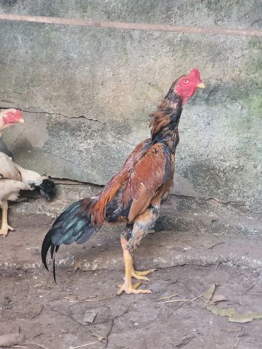 Frango shamo puro de grande porte  - Foto 4