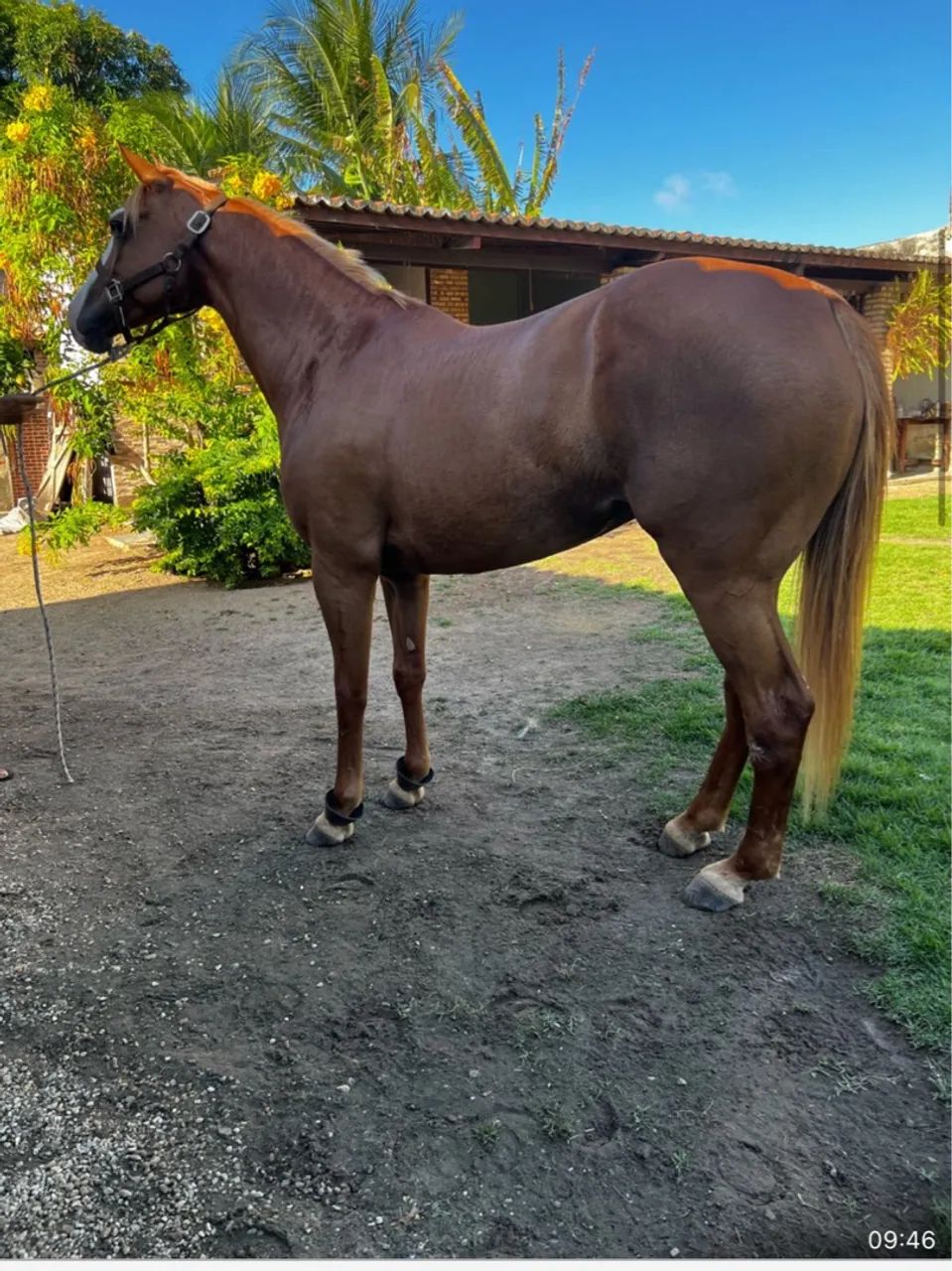 Egua de vaquejada - Foto 2