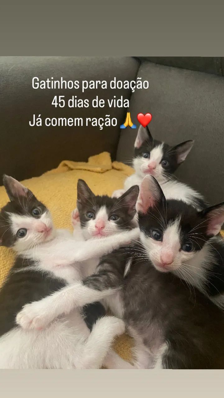 Filhotes gatinhos para doação  - Foto 2