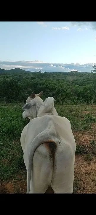 Vende -se Garrote nelore e  vaca  - Foto 2