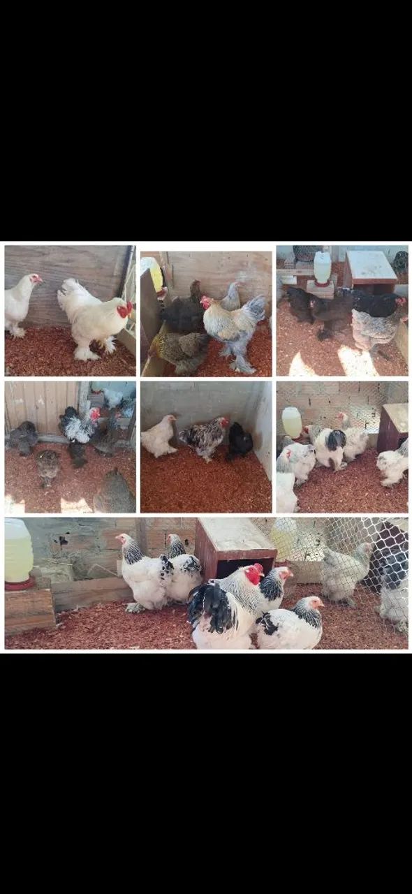 Ovos de brahma