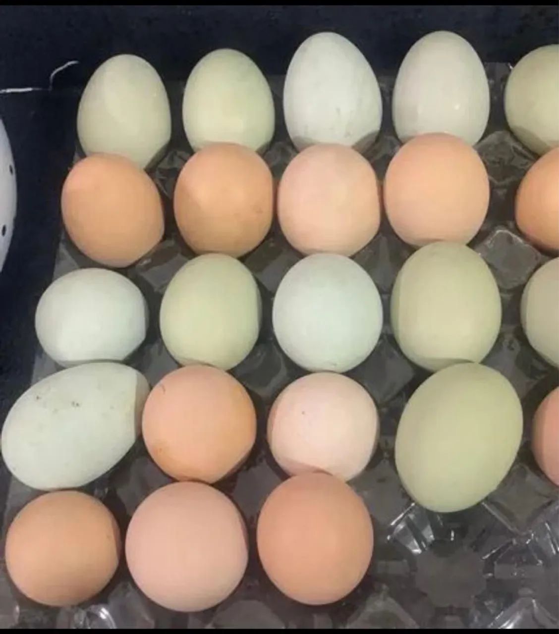 Ovos 100% galados coloridos GLC puro.