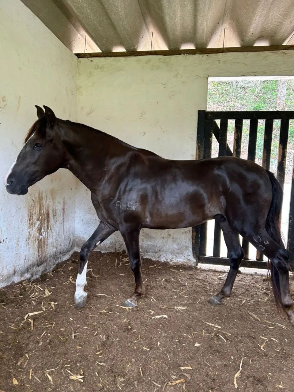 Potro registrado ! Vendo ou troco !