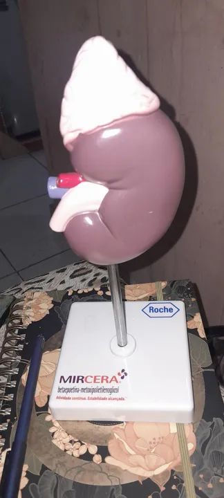 Modelo Anatômico de Rim Humano - Foto 4