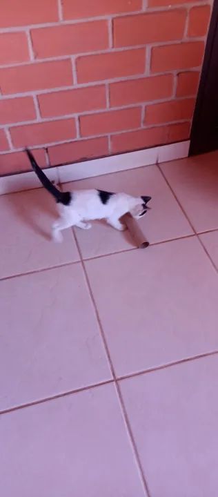 Gatinho Branco e Preto para Adoção - Foto 5