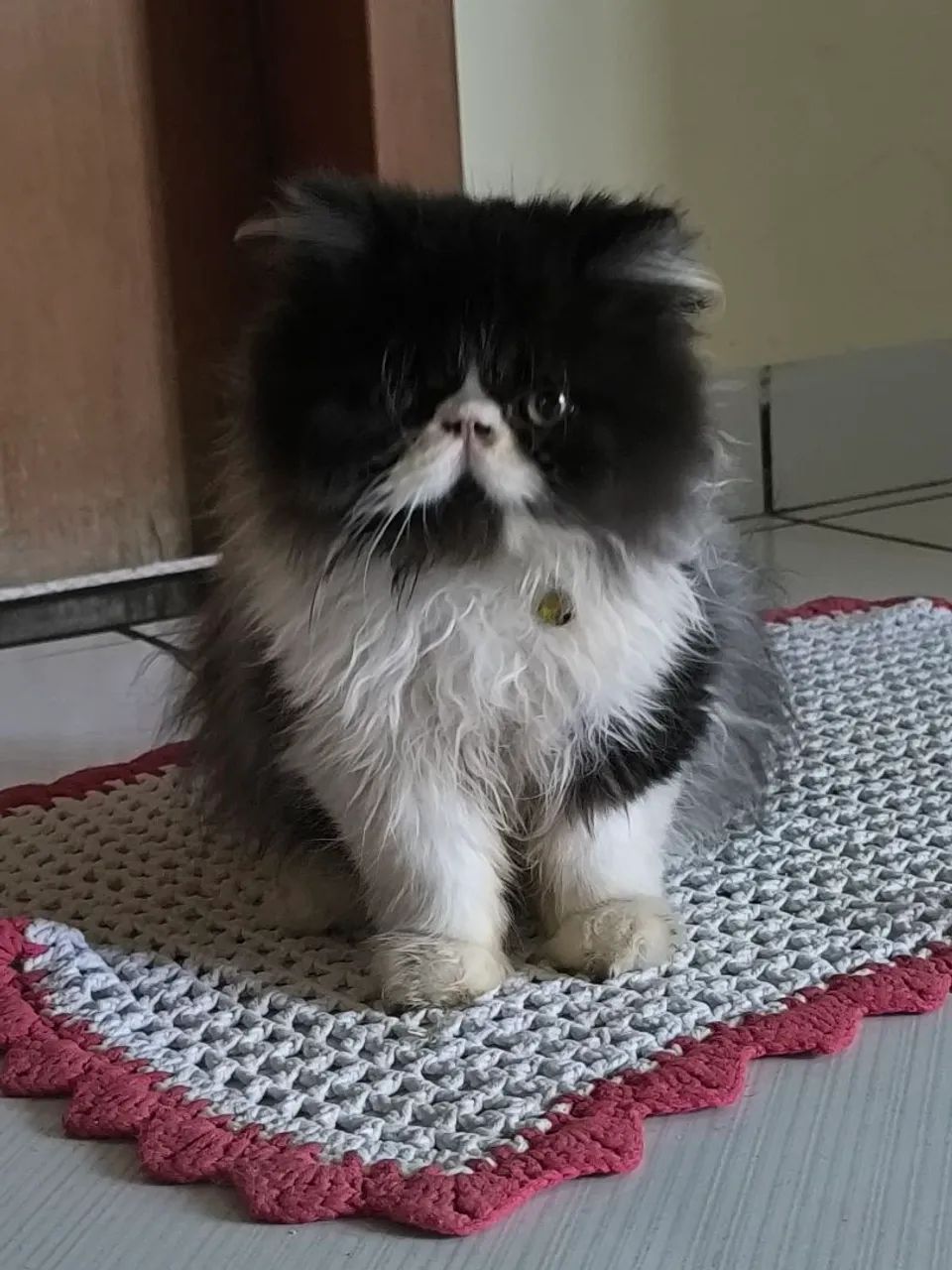 Gatinho perça vacinado e vernifugado 1200 - Foto 4