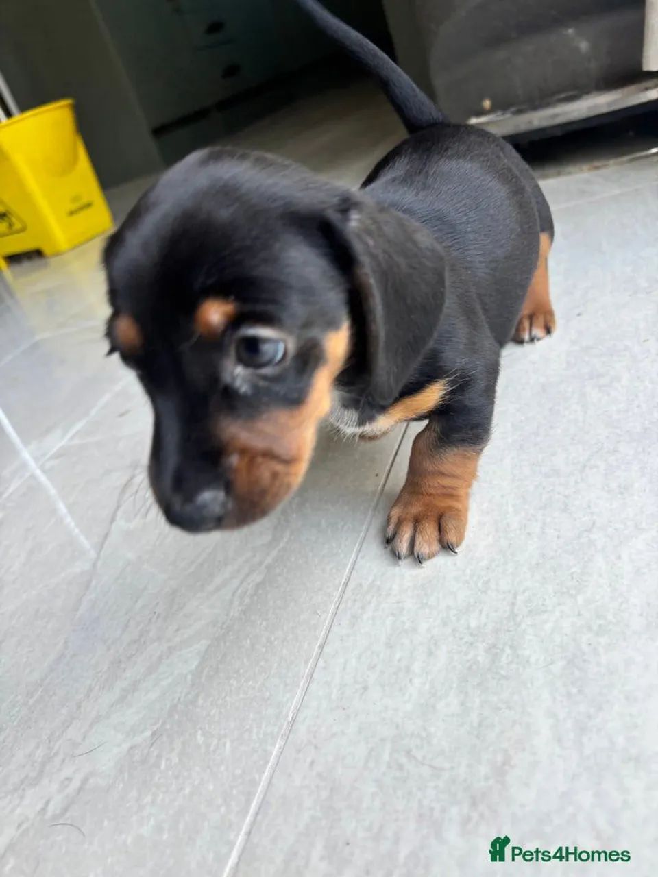 Teckel lindos uma fofuras