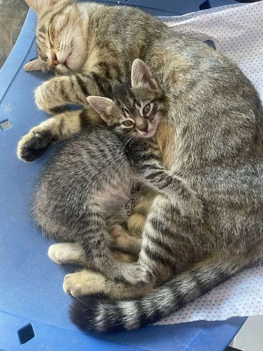 Adoção de gatinhas