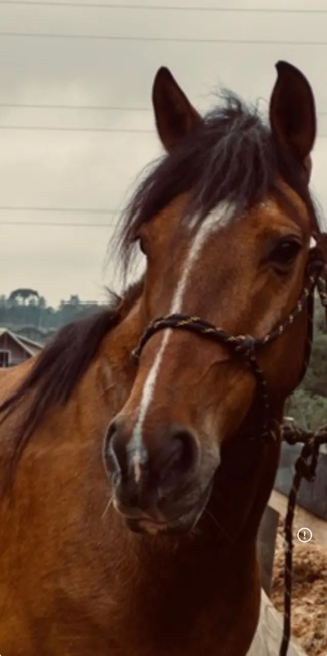 Cavalo crioulo  - Foto 3