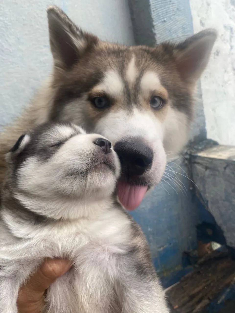 Filhote de Husky Siberiano
