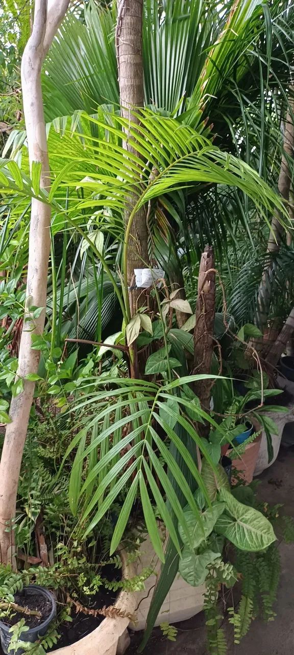 Palmeira Areca - Muda de Qualidade a partir de 30,00 reais - Foto 3