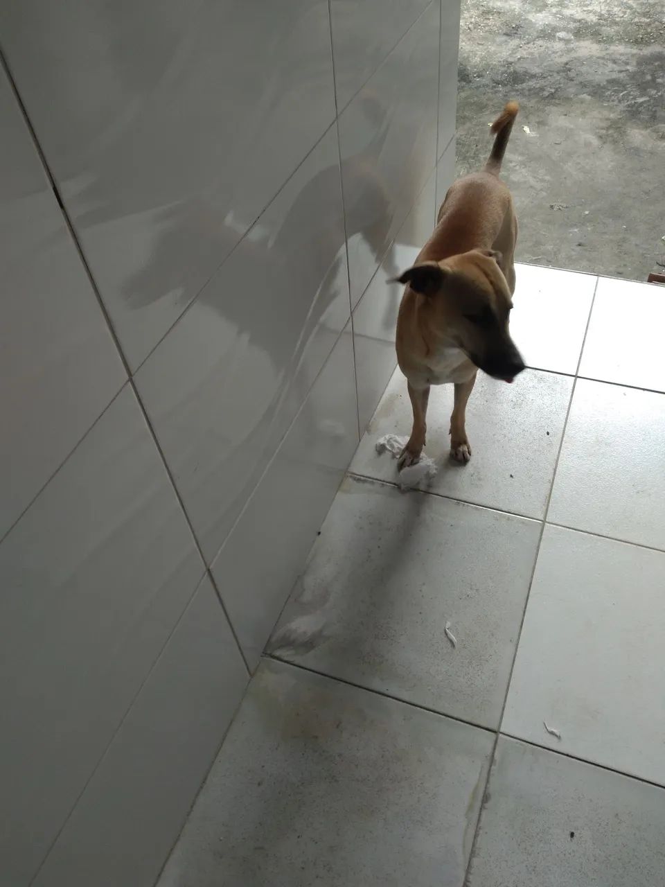 Cachorro caramelo para adoção - Foto 5