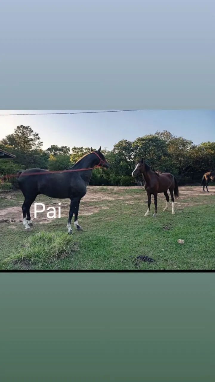 Potra manga larga Paulista Pura - Foto 5
