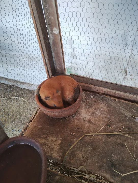 Vendo criação de Porquinho da índia - Foto 6