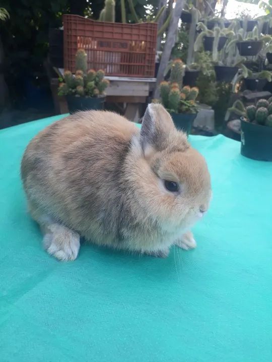 Coelho anão importado harlequim padrão show  - Foto 5