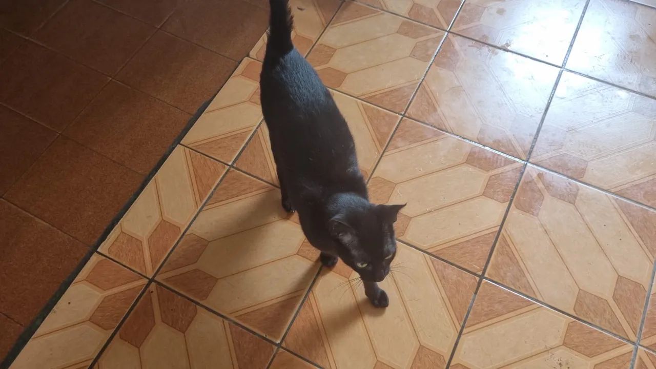 Gato para adoção  - Foto 2