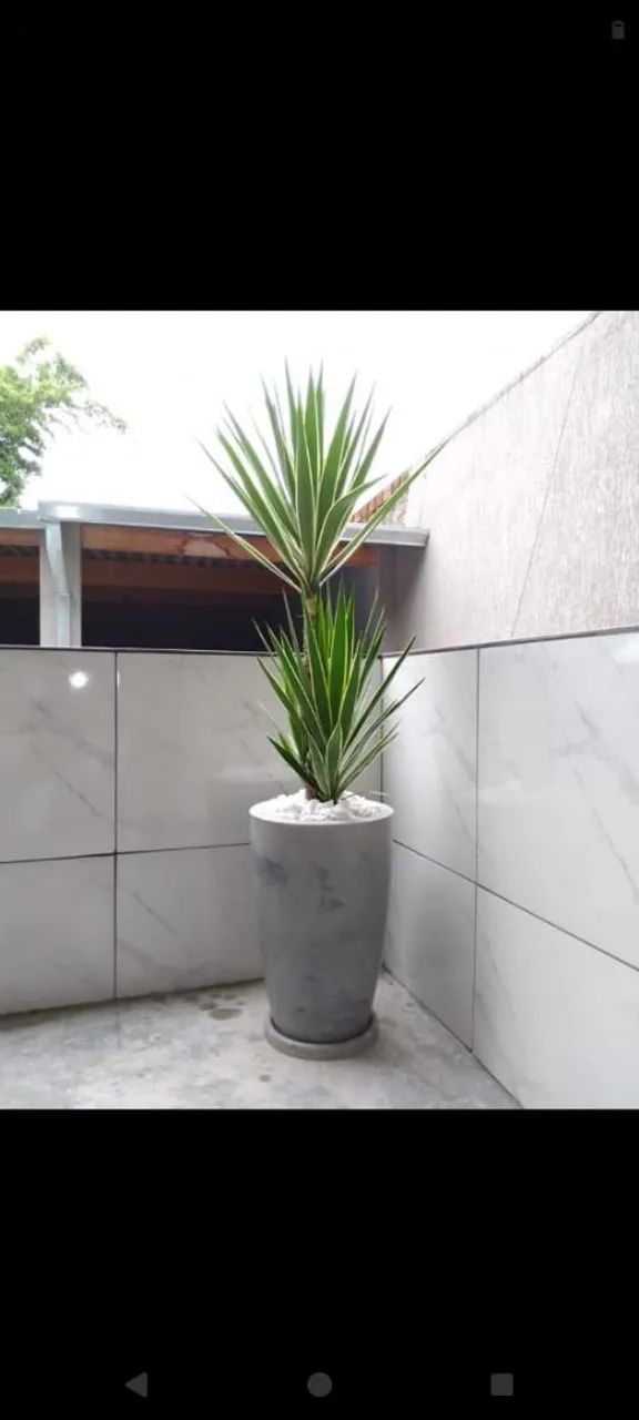 Planta Yucca no vaso marmorizado